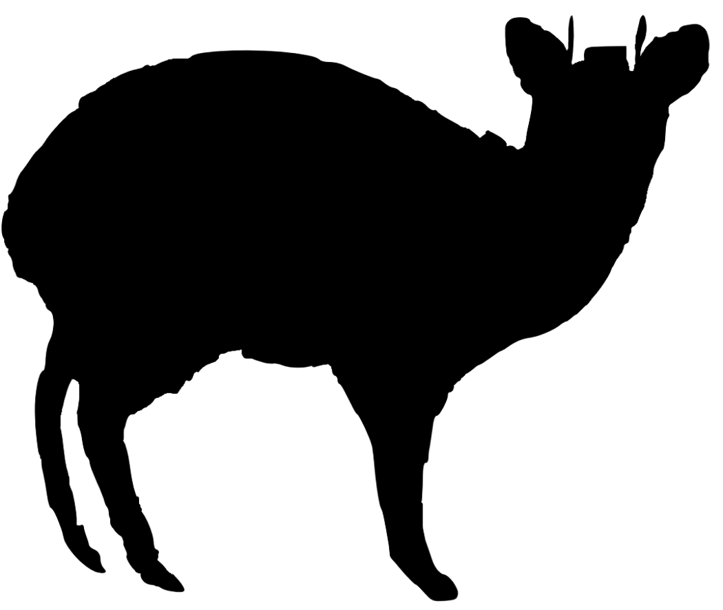 Pudú